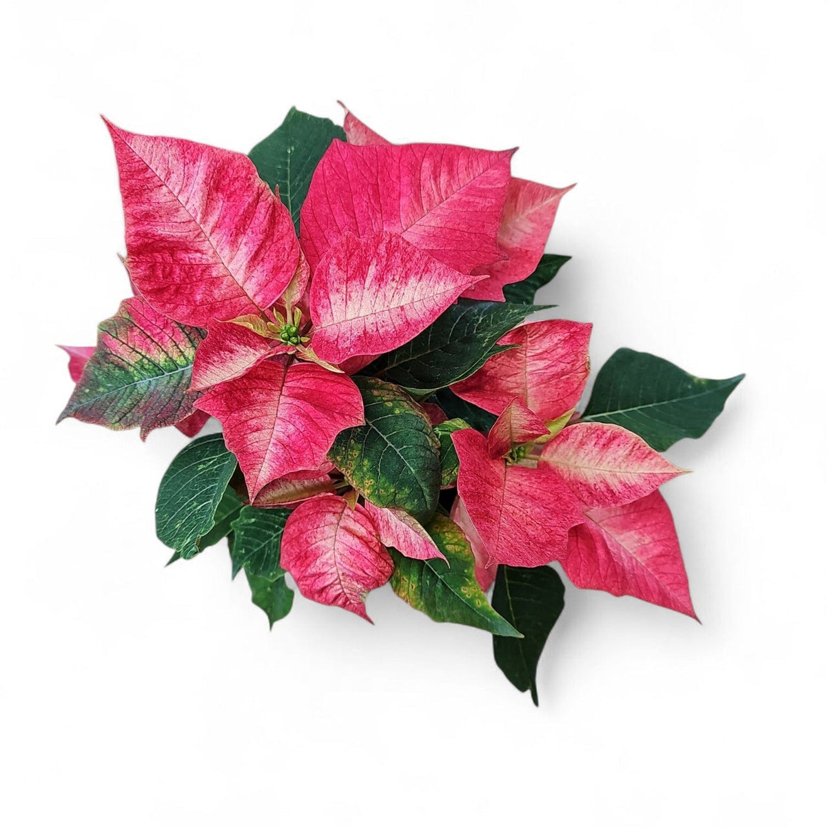 Euphorbia pulcherrima, Božična zvezda