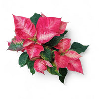 Euphorbia pulcherrima, Božična zvezda