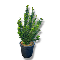 Euonymus Green Spire, japonski evonim