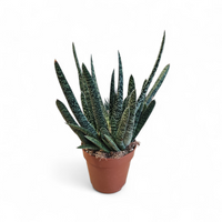 Gasteria