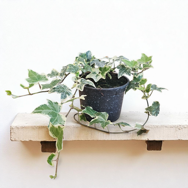 Hedera Helix, Pisanolisti bršljan
