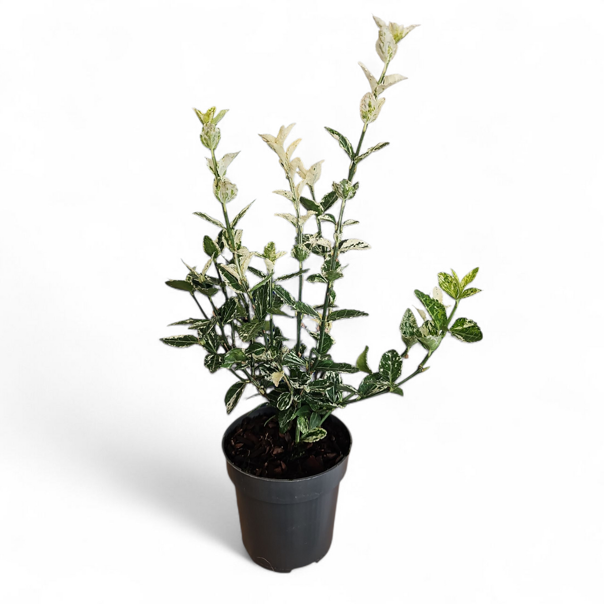 Euonymus Fortunei Harlequin, Japonski evonim