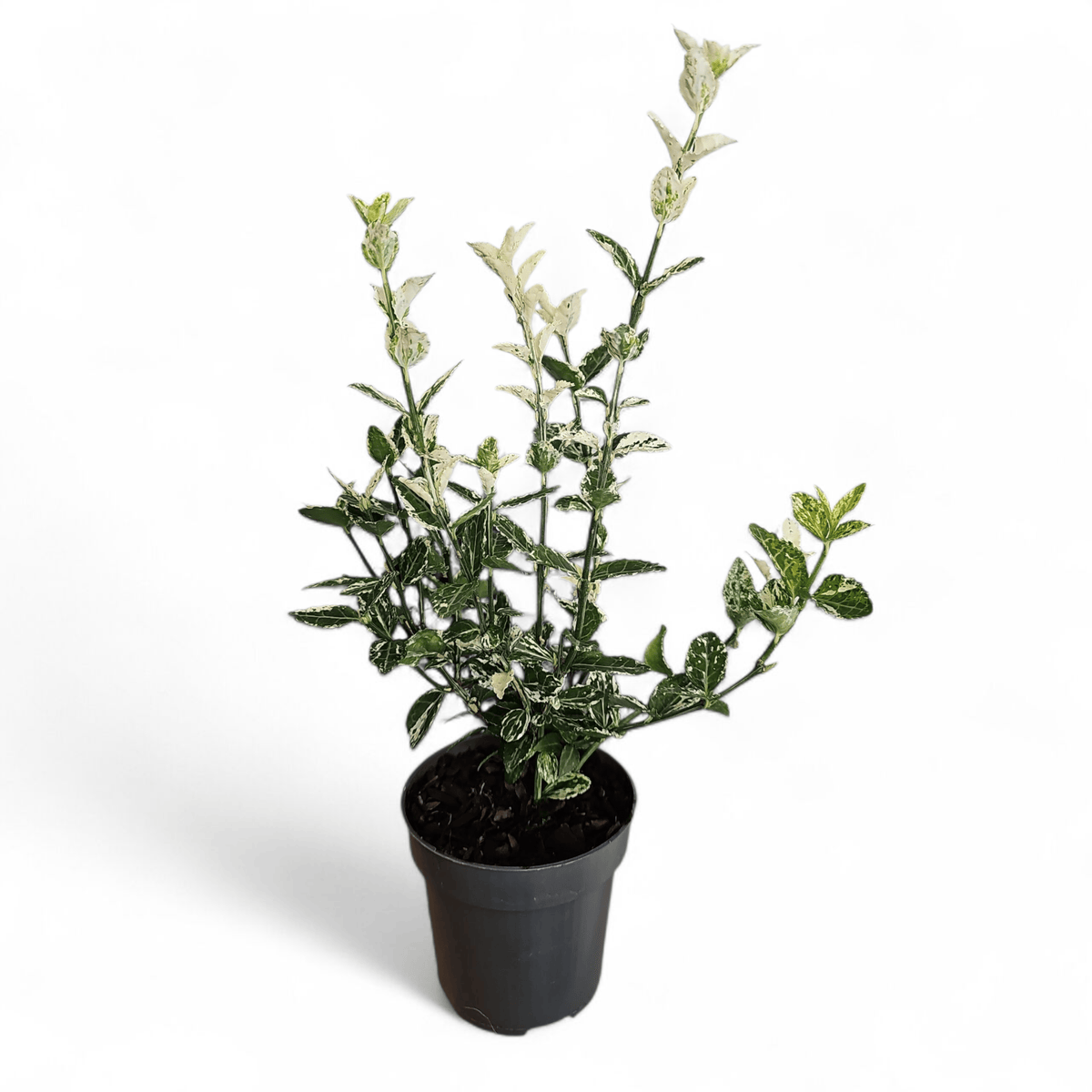 Japonski evonim v lončku,Euonymus Fortunei Harlequin