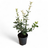 Euonymus Fortunei Harlequin, Japonski evonim