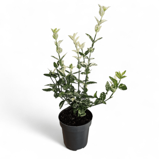 Japonski evonim v lončku,Euonymus Fortunei Harlequin