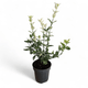 Japonski evonim v lončku,Euonymus Fortunei Harlequin