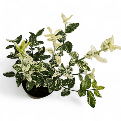 Japonski evonim v lončku,Euonymus Fortunei Harlequin