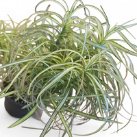 Palmin šaš, Carex muskingumensis Bicolor