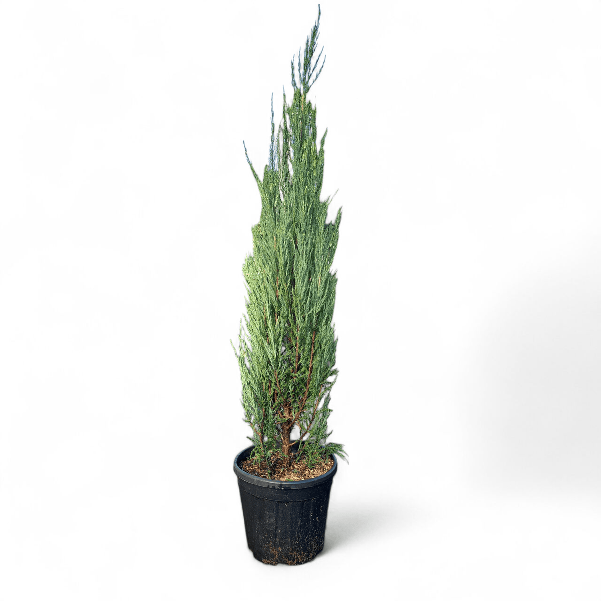 Juniperus Virginia Blue