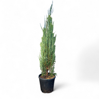 Juniperus Virginia Blue