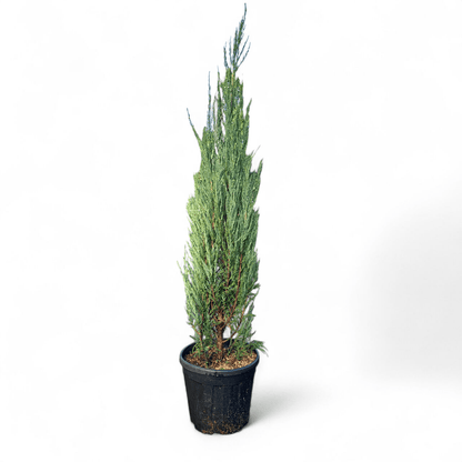 Juniperus Virginia Blue
