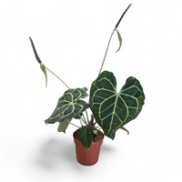 Anthurium Clarinervium