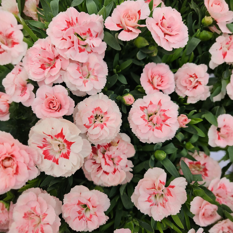 Dianthus, nagelj