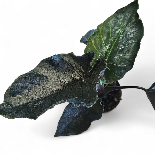 Alocasia Elephant's Ear, Slonovo uho