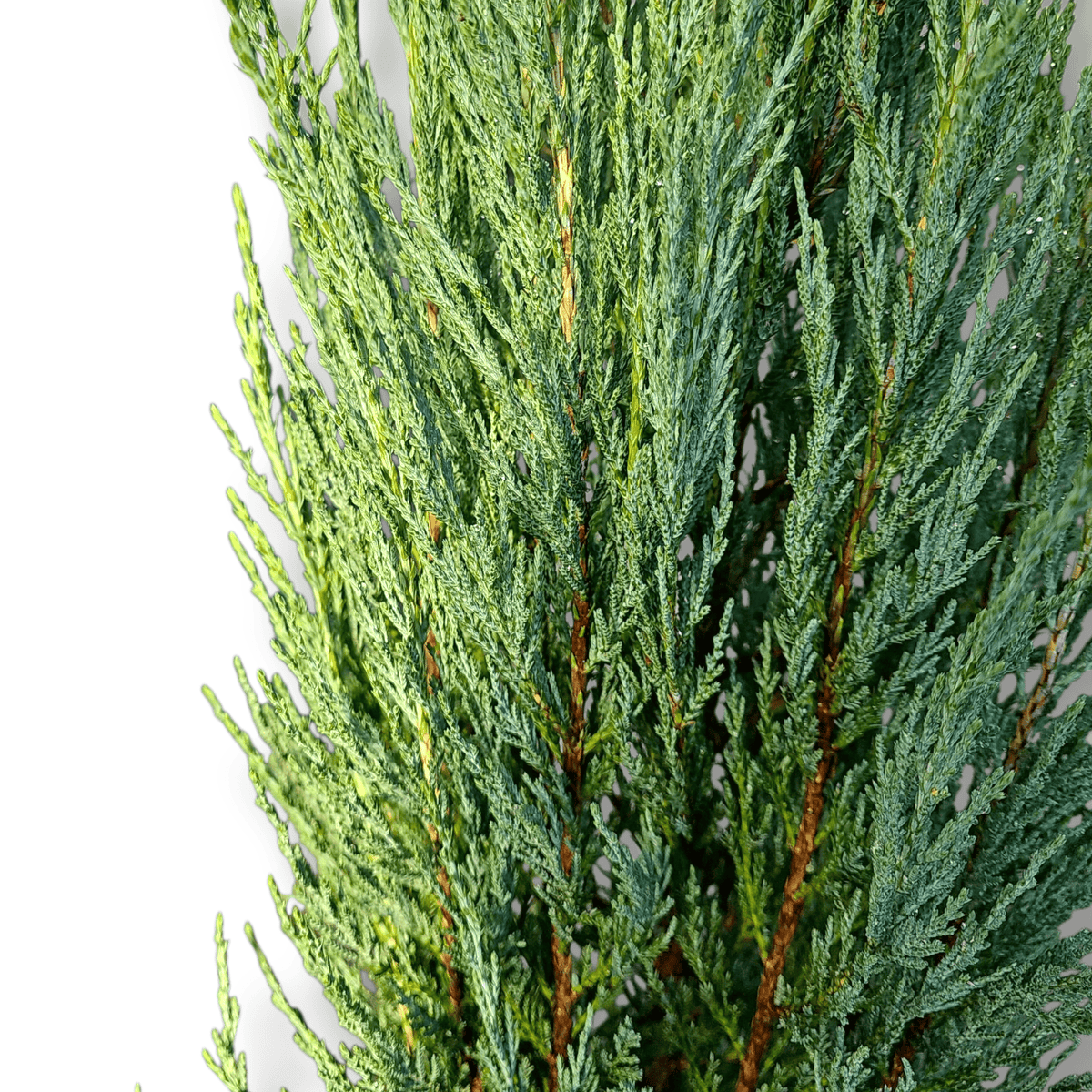 Juniperus Virginia Blue