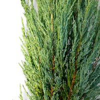 Juniperus Virginia Blue