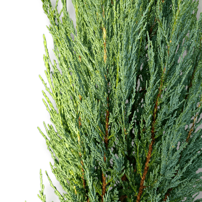 Juniperus Virginia Blue
