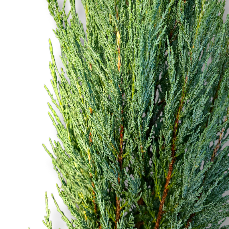 Juniperus Virginia Blue