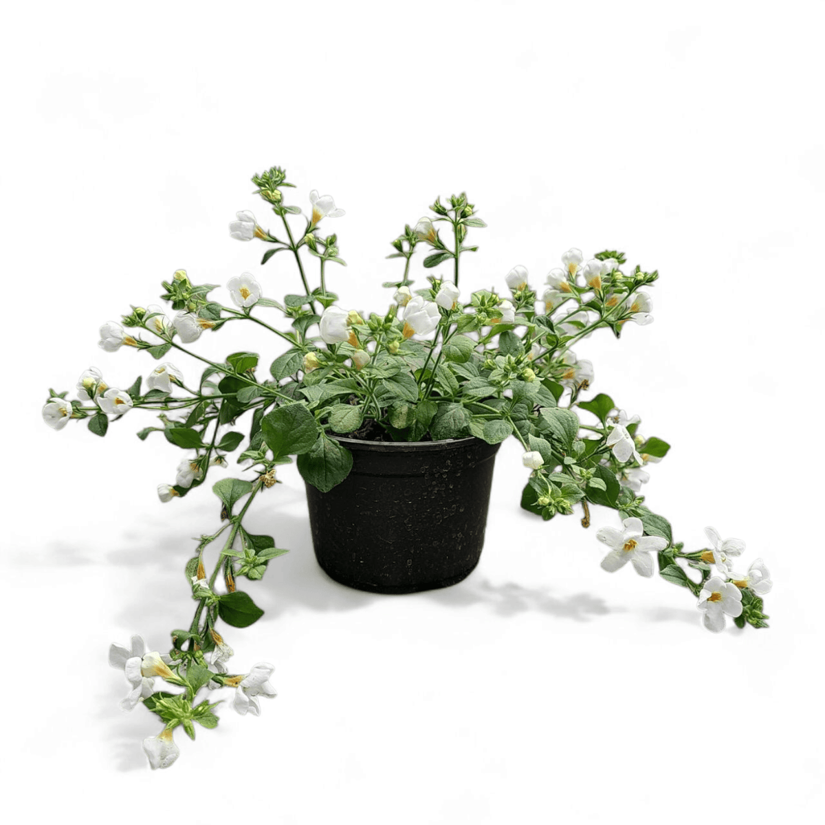 Sutera bacopa, sutera