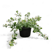 Sutera bacopa, sutera