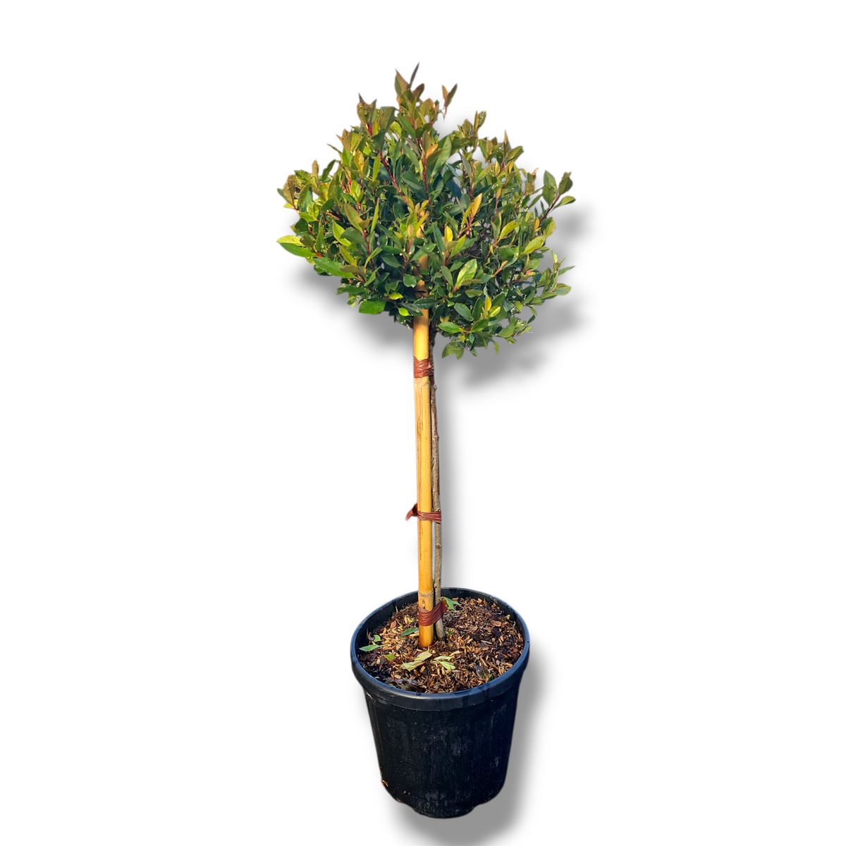 Photinia Fraseri Carre Rouge
