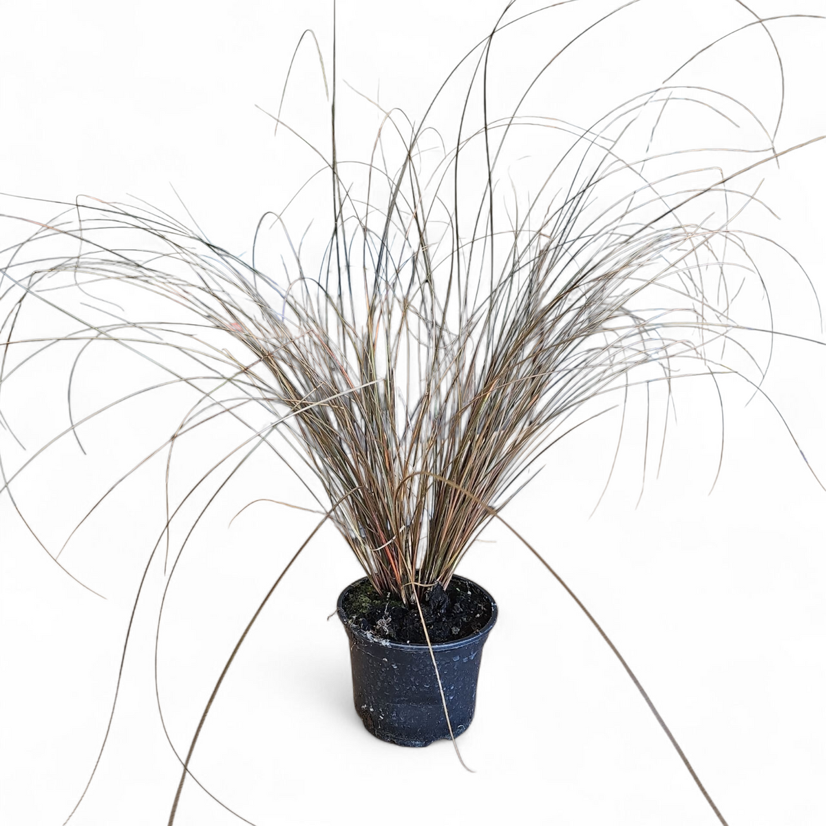 Carex petriei bronze, Bičkasti šaš