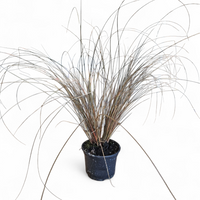 Carex petriei bronze, Bičkasti šaš