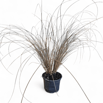 Carex petriei bronze, Bičkasti šaš