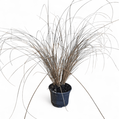 Carex petriei bronze, Bičkasti šaš