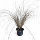 Carex petriei bronze, Bičkasti šaš