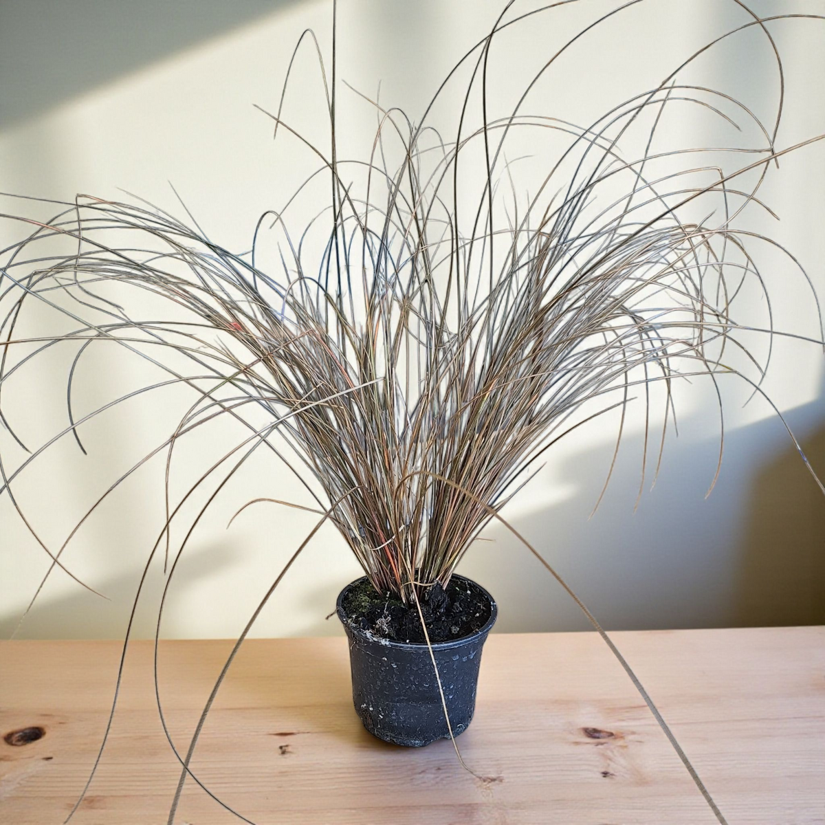 Carex petriei bronze, Bičkasti šaš
