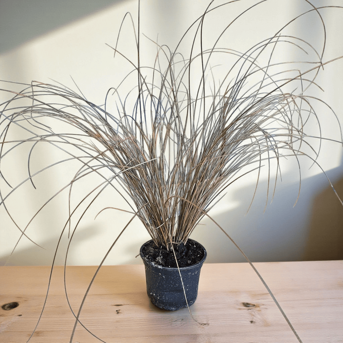 Carex petriei bronze, Bičkasti šaš