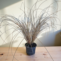 Carex petriei bronze, Bičkasti šaš