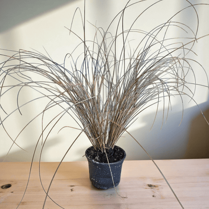 Carex petriei bronze, Bičkasti šaš