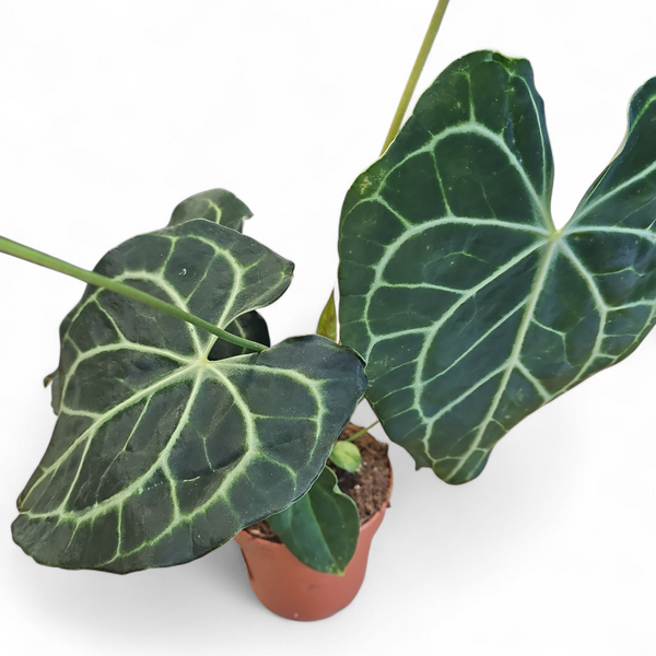 Anthurium Clarinervium