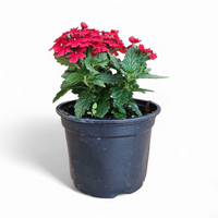 Verbena