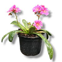 Lewisia cotyledon, Levisija