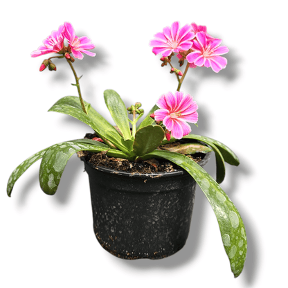 Lewisia cotyledon, Levisija