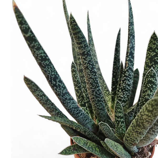 Gasteria