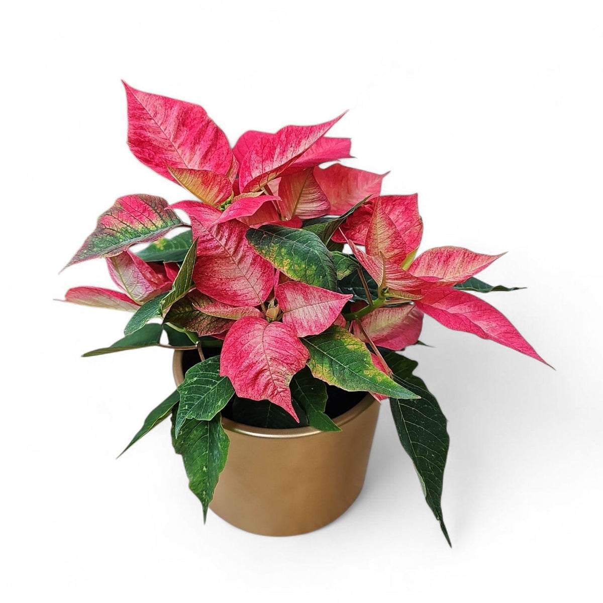 Euphorbia pulcherrima, Božična zvezda