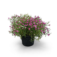 Gypsophila muralis, šlajer, Teeny Fairy mix