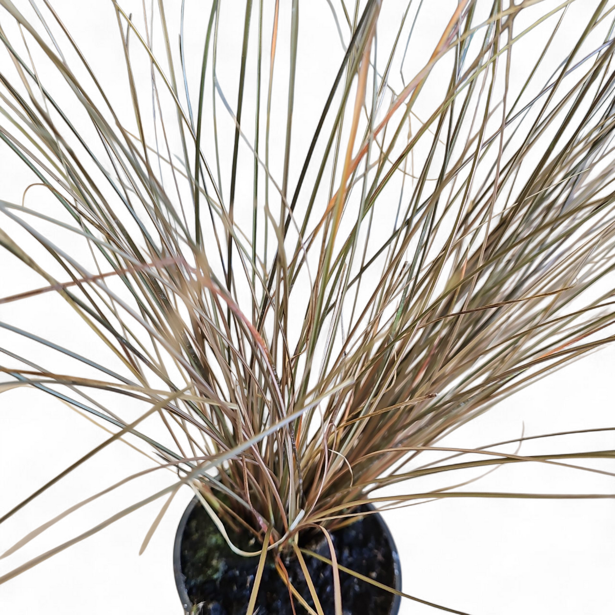 Carex petriei bronze, Bičkasti šaš