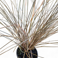 Carex petriei bronze, Bičkasti šaš