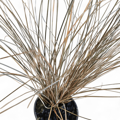 Carex petriei bronze, Bičkasti šaš