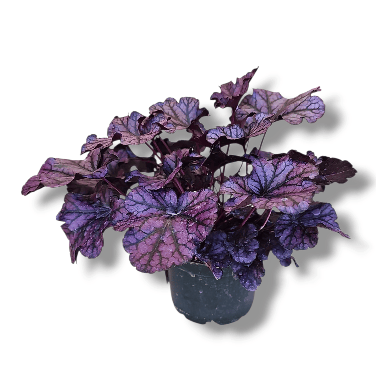 Heuchera, iskrivka, ognjeni dež, več različnih barvnih kombinacij