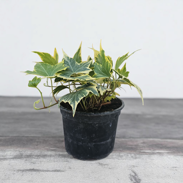 Hedera Helix Yellow Ripple, Rumeni bršljan