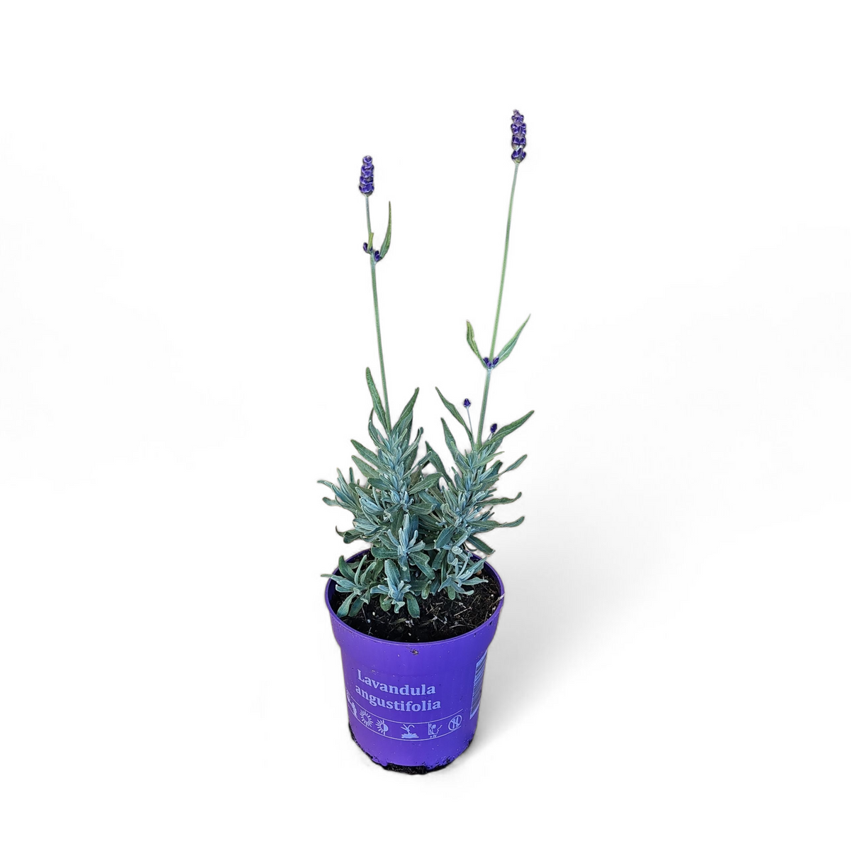 Dišavnica Lavandula Angustifolia, Hidcote, vijolična sivka