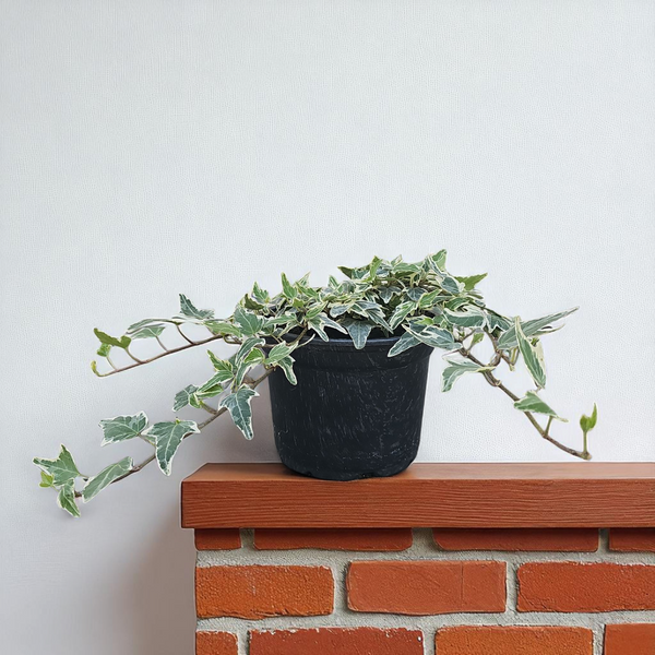 Hedera Helix Mini Esther, pritlikavi bršljan