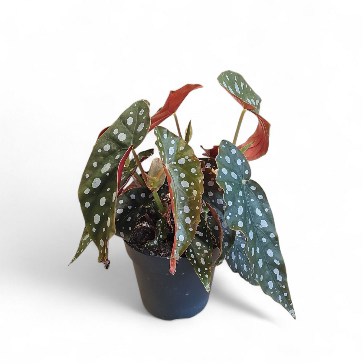 Begonia Maculata