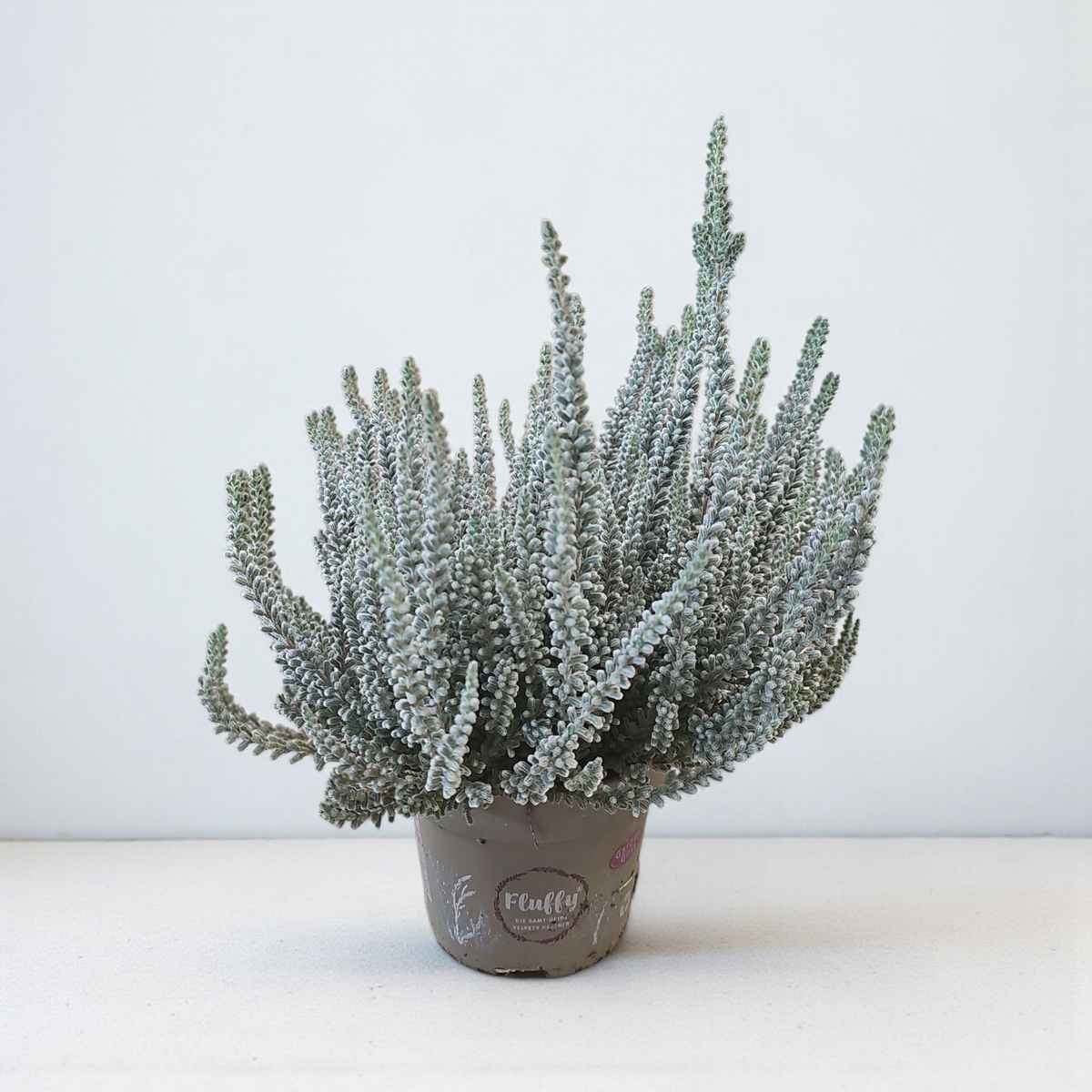 Resa Calluna Vulgaris Fluffy